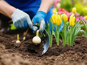 découvrez les étapes essentielles pour planter correctement des bulbes de printemps et offrir à votre jardin une explosion de couleurs. apprenez les meilleures techniques, conseils de plantation et astuces d'entretien pour garantir une floraison éblouissante au fil des saisons.