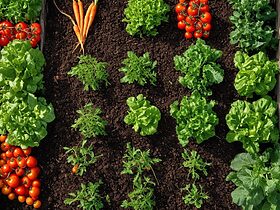 découvrez comment créer votre propre potager en suivant des étapes simples et pratiques. apprenez les meilleures techniques de plantation, les légumes à choisir et les conseils d'entretien pour réussir votre jardin potager.