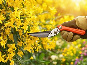 découvrez les meilleures techniques pour tailler le forsythia et favoriser sa floraison. apprenez les astuces indispensables pour entretenir cette plante délicate au jardin et obtenir un buisson luxuriant et en santé.