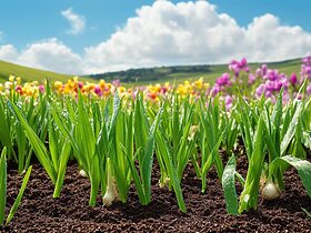 découvrez si l'ail peut réellement geler au printemps dans notre article détaillé. apprenez les conditions climatiques et les meilleures pratiques pour protéger vos cultures d'ail et garantir une récolte abondante.