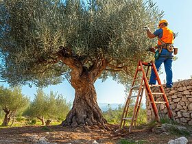 découvrez notre guide pratique pour apprendre à tailler un olivier trop haut. suivez nos conseils étape par étape pour maîtriser la technique de taille, assurer la santé de votre arbre et favoriser sa croissance. profitez d'astuces d'experts pour obtenir un olivier harmonieux et en pleine forme.