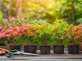 découvrez nos astuces pratiques pour réussir le bouturage de l'érable du japon ! apprenez les techniques essentielles pour multiplier cette magnifique plante tout en préservant sa beauté et sa santé. idéal pour les amateurs de jardinage souhaitant enrichir leur espace vert.